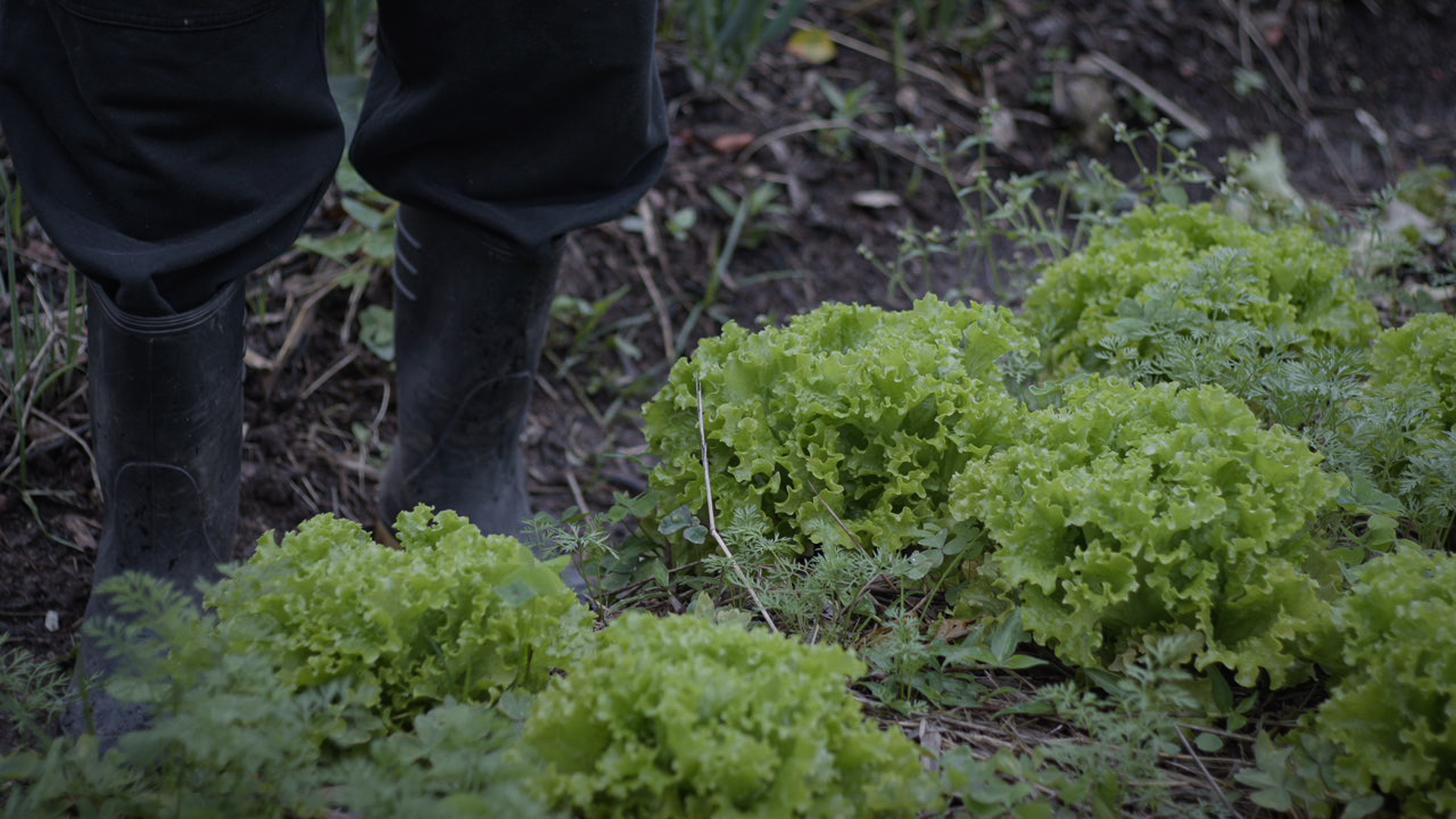 Cópia de Caravana 2 - ZO7 Cópia de Caravana 2 - ZO7